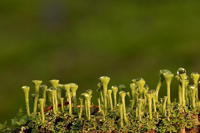 Assessing the impact of Climate and Microenvironment on Lichen growth