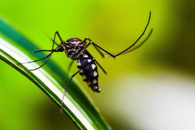 Key Outcomes from the Yaoundé Ministerial Conference on Malaria Control