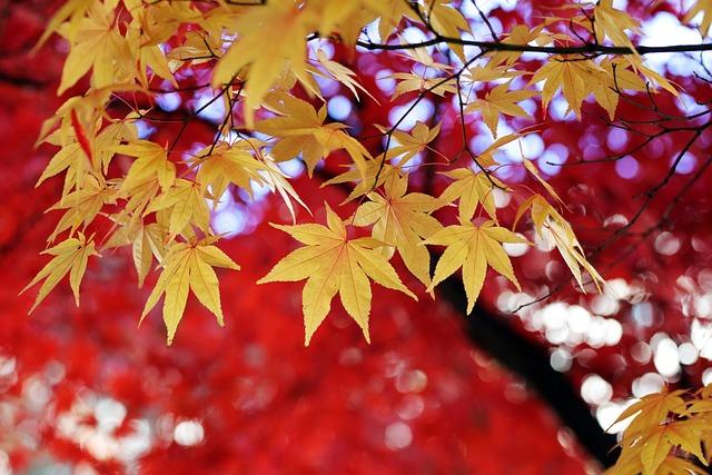 Exploring the Vibrant Fall Foliage of Xi'an