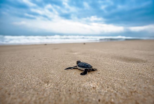 The Role of Tourism in Sea Turtle Fatalities