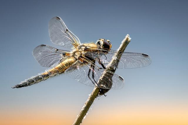 Conservation Strategies to Protect Dragonfly Populations in Pune