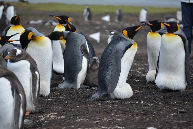 Meet the New additions: Insights into the Life Cycle of Penguins