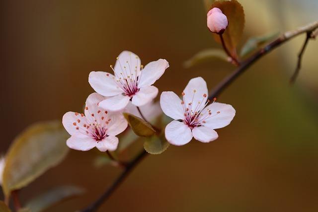 Blooming plum blossoms beautify spring of Hefei - China Daily