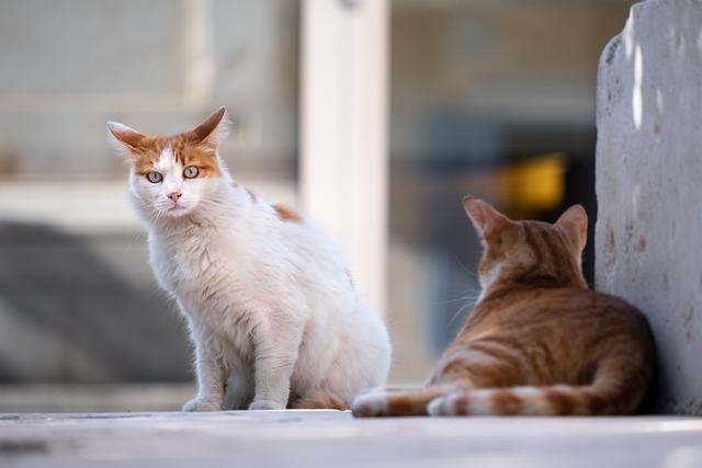 Stray Cat Population Surge: A Growing Concern in Urban Areas