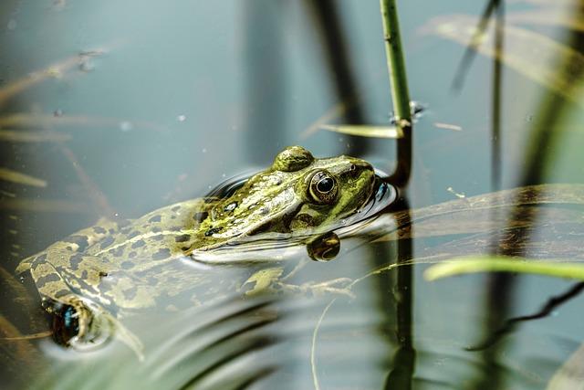 Future‌ Advancement​ Plans Aimed at Sustainable Tourism in ⁣Jixi National Wetland Park