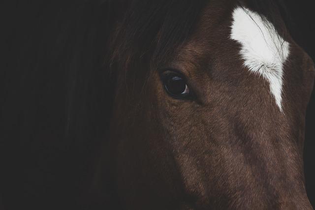 Exploring‍ the ​Symbolism ⁤of Military Horses in Urban Landscapes