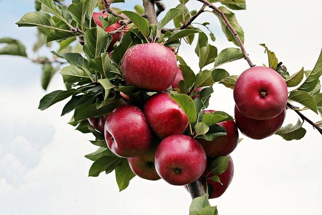 Apple's Strategic Growth in China Spotlighted by New Store Opening in Anhui