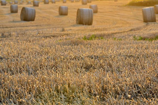 Economic Significance of Sesame Production for Local Farmers