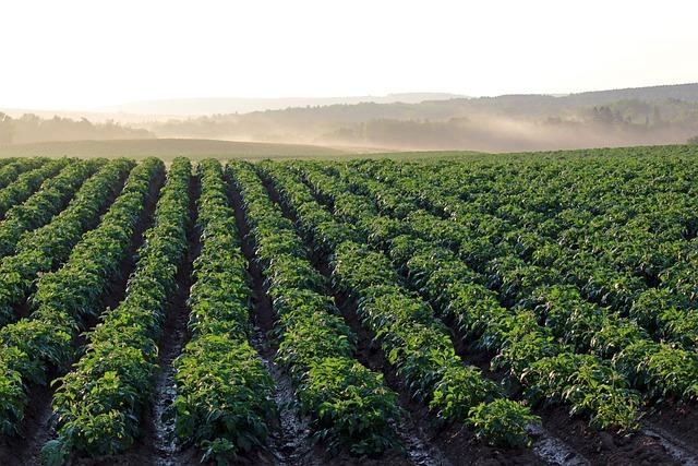 Uncovering the Economic Impact of Little Potato tourism in Northeast China