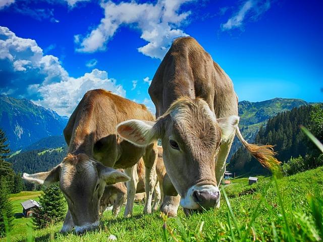 Strategies for Dairy Farmers to Navigate Market Challenges and Reduce Excess Milk