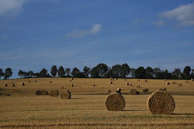 Economic Consequences of Drought for Brazil’s Farming Sector