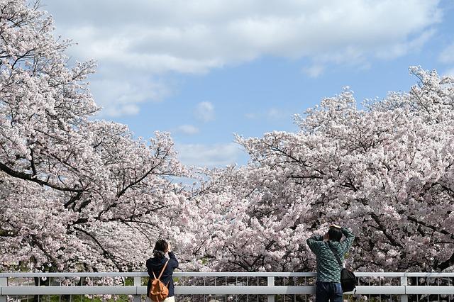 Future prospects for Chilean Cherry Exports in Asia