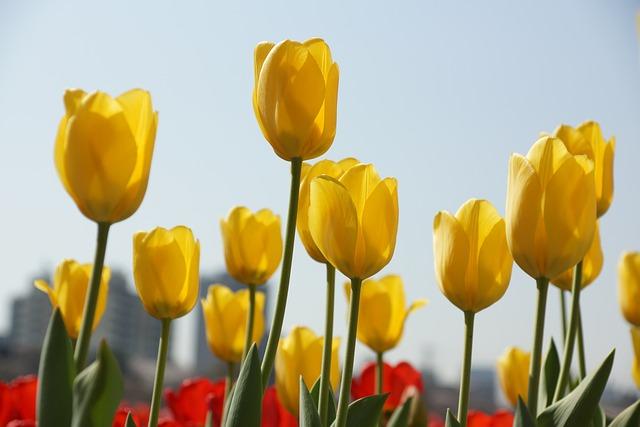 Exploring Hidden Gems for Tulip Viewing