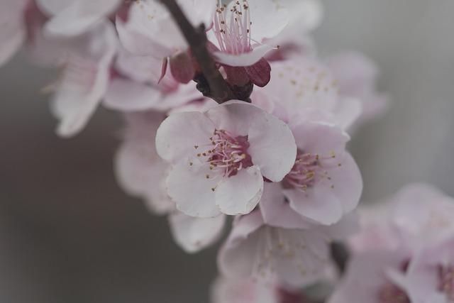 Tips for Capturing the Perfect Spring Photographs of Plum Blossoms