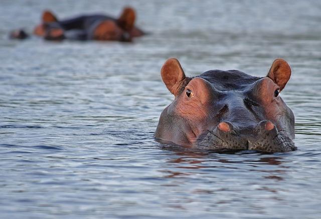 Understanding Hippopotamus Behavior and Human Interaction Risks