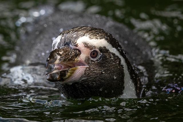 Visiting Dalian Animal Park: A Guide to Experiencing Penguin Conservation