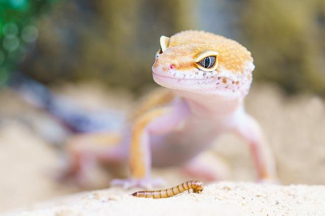 Efforts to Protect the Rare Gecko Species in Peru