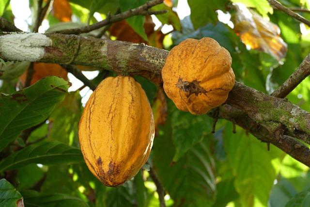 Improving Infrastructure for Enhanced Cocoa Supply Chains