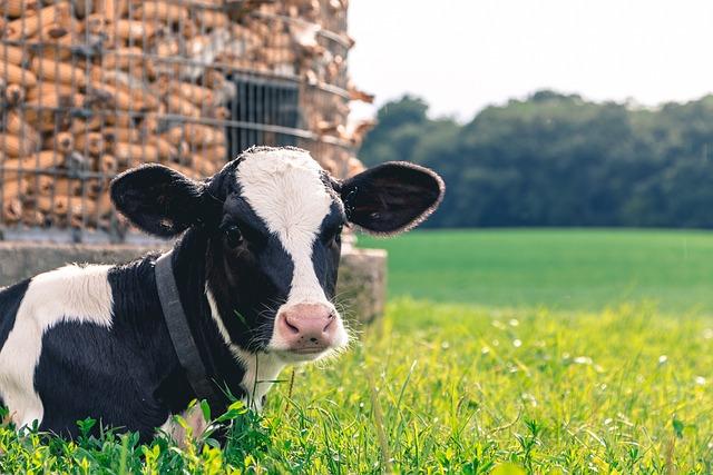 Impact of Changing Demographics on china’s Dairy Consumption Patterns