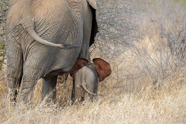 Examining the Role of Conservation in Elephant Attractions