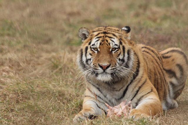 Rare images show Amur tiger, leopard breeding in China - WWF