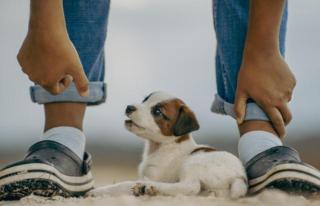 Future Prospects: Expanding Blessings Beyond Pets at the Cathedral