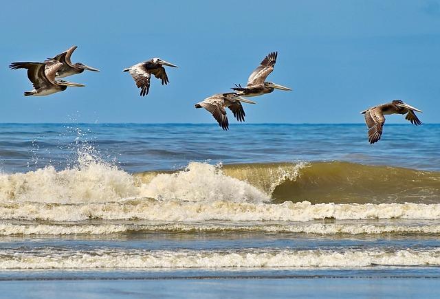 Environmental Concerns: assessing the Effects⁤ of Increased ‌Human Activity ‌on Coastal Ecosystems