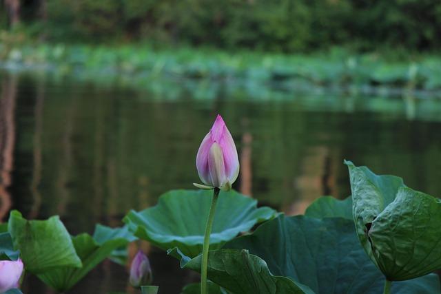 exploring the Scenic Beauty of Jingyuetan National Park
