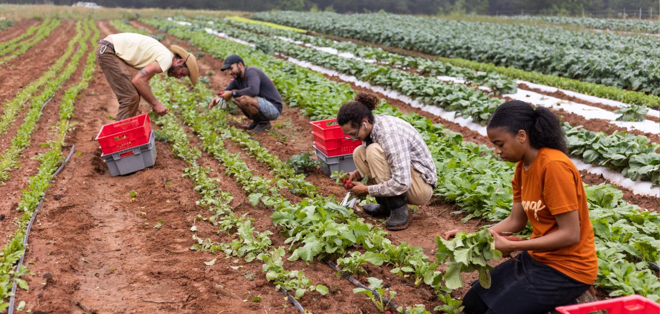 international Solidarity: How Global Voices Are Supporting the Farmers' cause