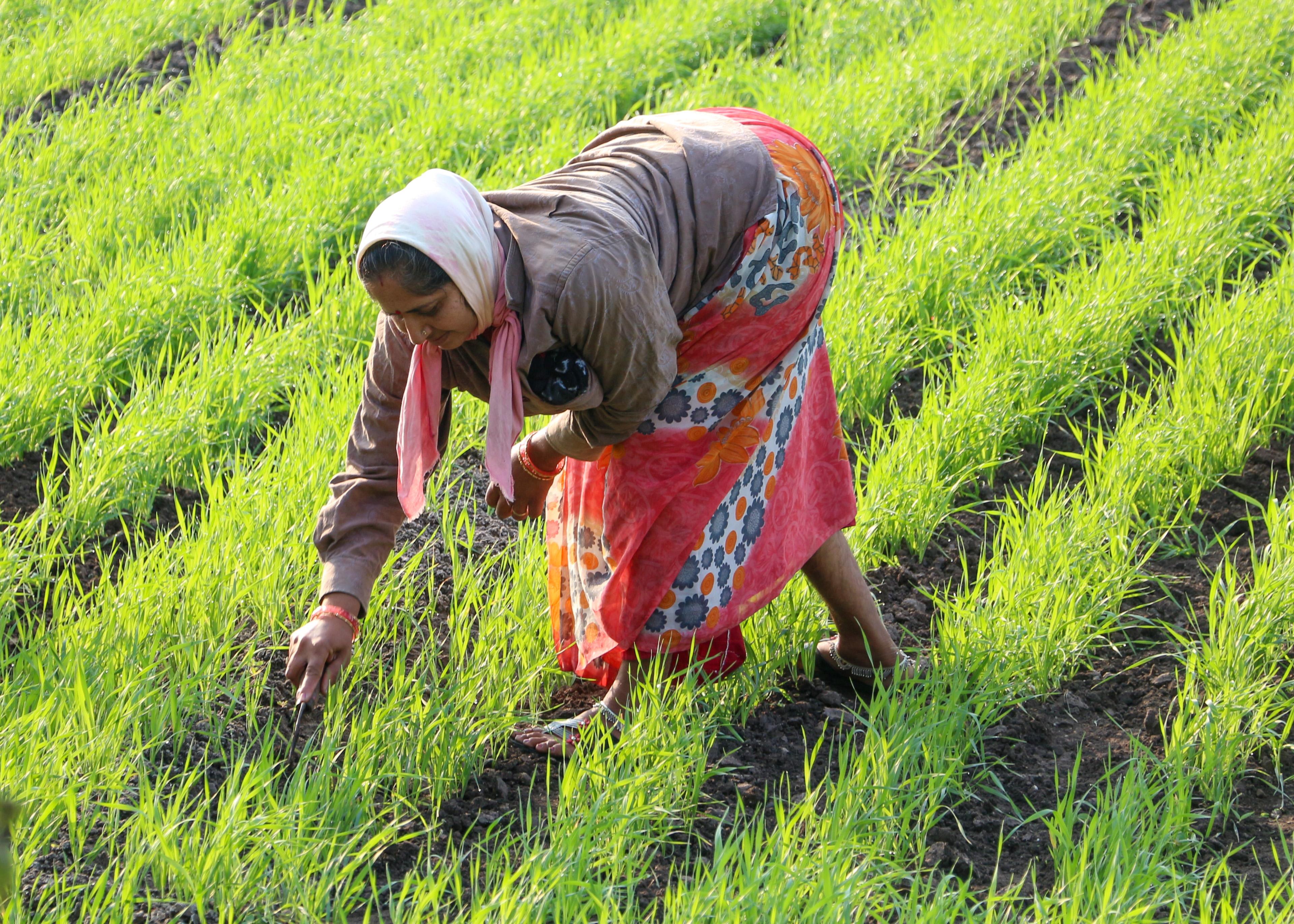 The Impact of agricultural Policies on Farmers' Livelihoods