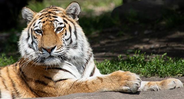 Siberian Tigers Delight in Winter Wonderland at Shenyang Park