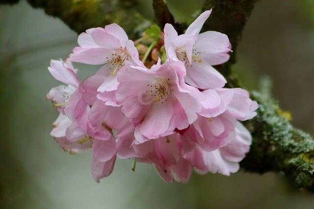 Japan's Cherry Blossom⁢ Forecast Adjusted for 2023