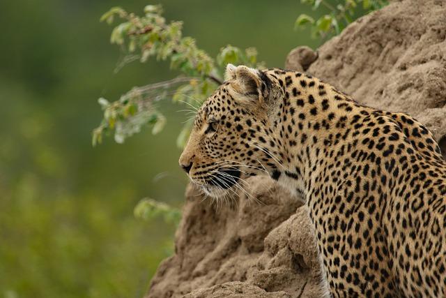 Threats to the Leopard's Habitat and Survival