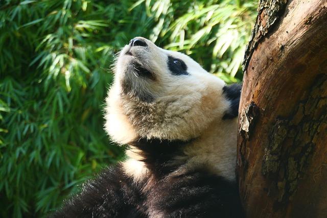 Giant Panda Marks Milestone with Special Birthday Celebration at Jinan Zoo