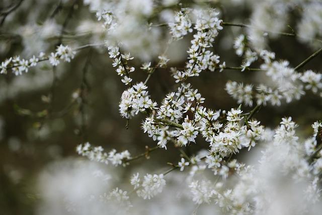 Photographic Opportunities for Nature Enthusiasts