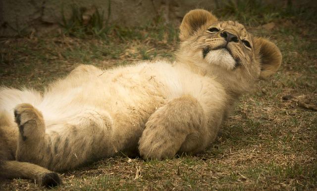 Public Reactions and Concerns Over the Lion Cub Incident