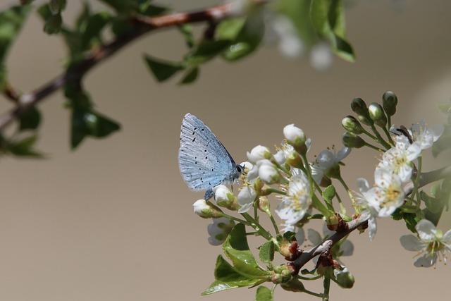 Recommendations for Countries to Meet Biodiversity Goals Effectively