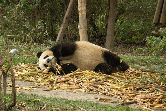 Chengdu Giant Pandas⁣ Experience ​Winter ⁤Wonderland ⁤in Jinan