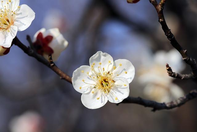 best Locations to Experience Nanjing's Plum Blossom Spectacle