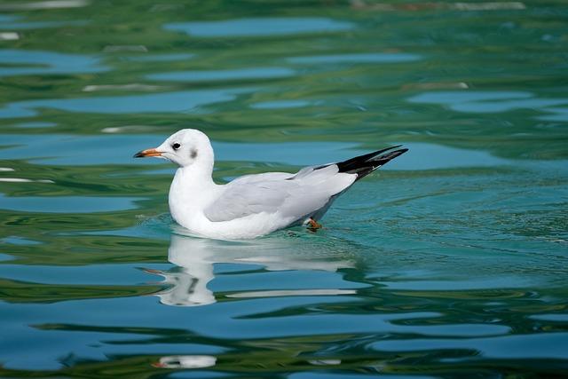 Best locations for Glimpsing Black-Headed Gulls in the City