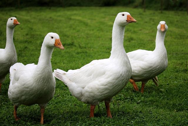 Understanding Geese in China's Silicon Valley and Their Symbolic Significance