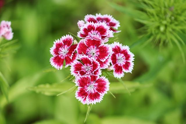 Exploring the Rich Diversity of Dianthus Varieties in Colombia