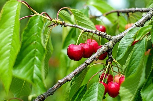 Chilean Cherries Make​ a Splash in Chengdu's Vibrant Market Scene