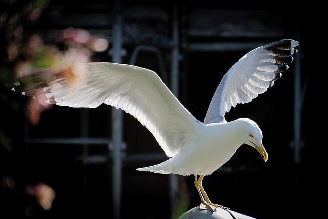 The Cultural Significance of Feeding Seagulls in Yangon