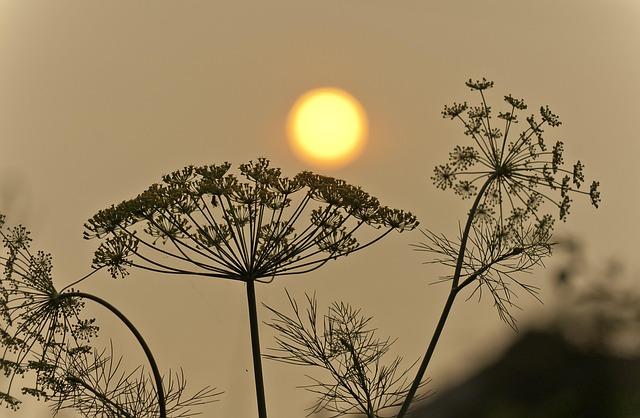 Understanding the Connection Between Wildfires and Air Quality