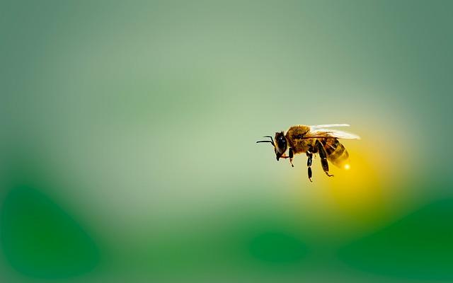 Bee conservation Efforts in Lima’s Urban Landscape