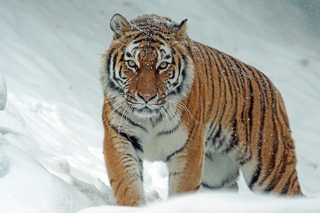 Visitor guidelines for Enjoying Siberian Tigers in Their Habitat