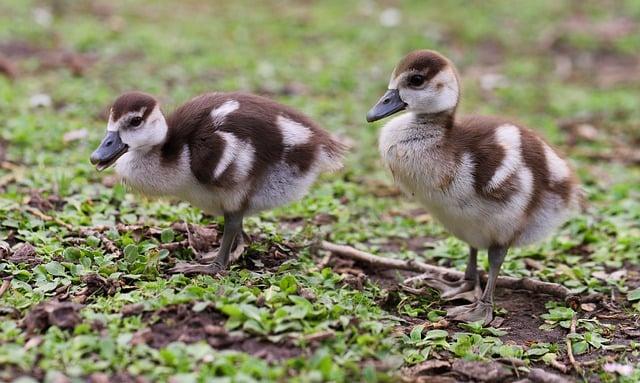 Geese in chinese ‘Silicon Valley’: Could China offer modernisation tips to Russia and the US? - ThinkChina