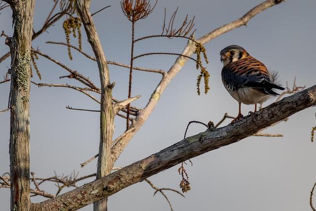 Conservation Efforts: Protecting Rare Migratory Routes in North America