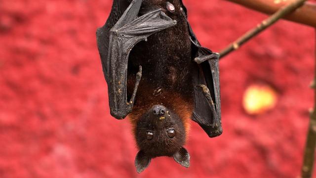 Scientific‍ Insights: Exploring the genetic Makeup of the ⁣Bat Virus